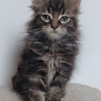 Chaton maine coon loof