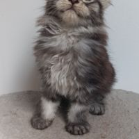 Chaton maine coon loof #7