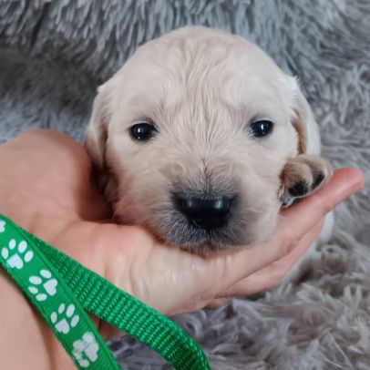 Chiot golden retriever #3