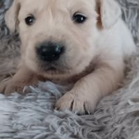 Chiot golden retriever #2