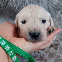 Chiot golden retriever #3