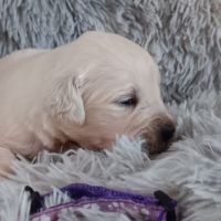 Chiot golden retriever #4