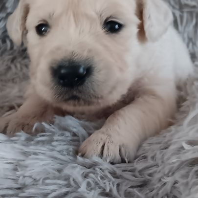 Chiot golden retriever #2