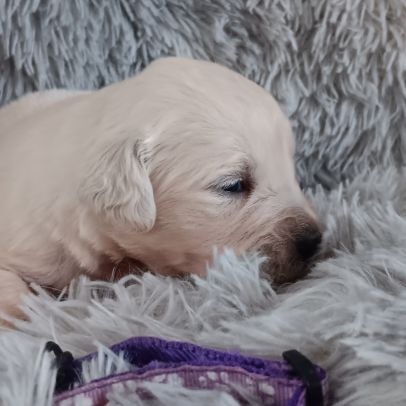 Chiot golden retriever #0