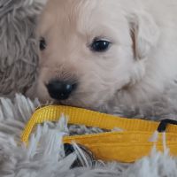 Chiot golden retriever #1