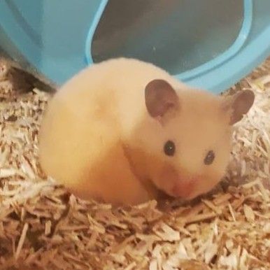 Jeune hamster syrien mâle #2