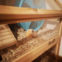 Jeune hamster syrien mâle #0