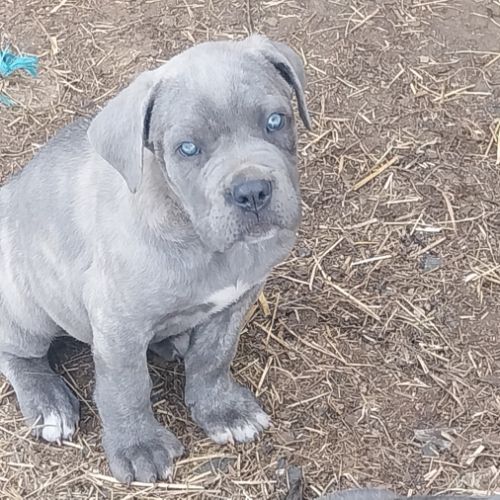 Chiots cane corso #1