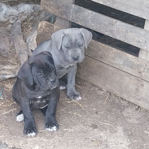 Chiots cane corso