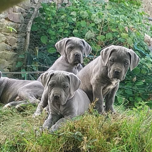 Chiots cane corso