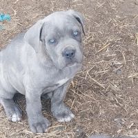 Chiots cane corso #1