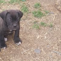Chiots cane corso #2