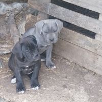 Chiots cane corso