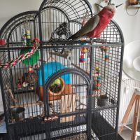 Cacatoes rosalbin #2