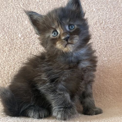 Chaton maine coon femelle polydactile #2