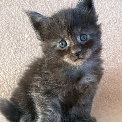 Chaton maine coon femelle polydactile