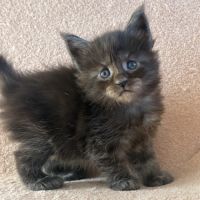 Chaton maine coon femelle polydactile #1