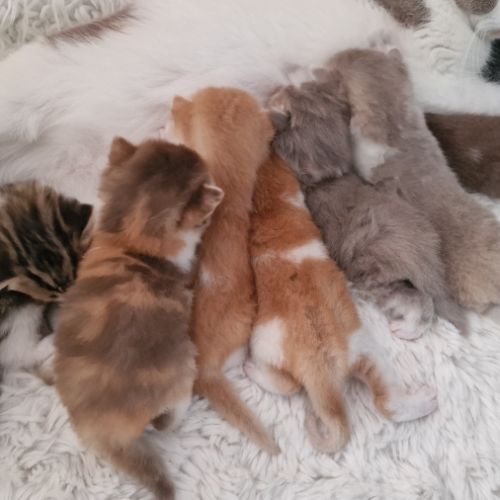 Chatons scottish fold et straight #1