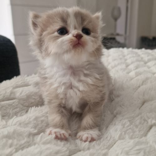Chatons scottish fold et straight #3