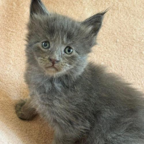 Chatons maine coon loof