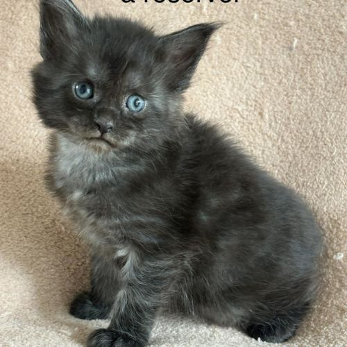 Chatons maine coon loof #2