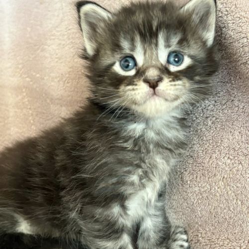 Magnifiques chatons maine coon #2