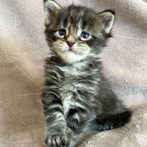 Magnifiques chatons maine coon #3