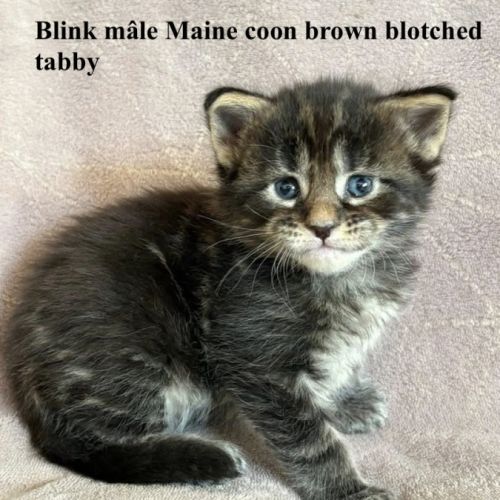 Magnifiques chatons maine coon #4