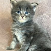 Magnifiques chatons maine coon