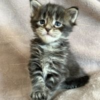 Magnifiques chatons maine coon #3