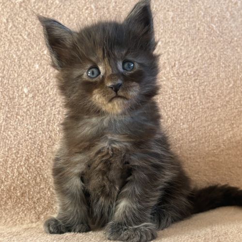 Chaton maine coon femelle polydactyle #0