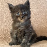 Chaton maine coon femelle polydactyle