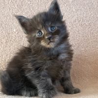 Chaton maine coon femelle polydactyle #2