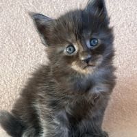 Chaton maine coon femelle polydactyle #3