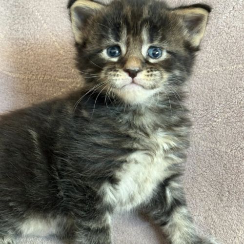 Chatons maine coon #0