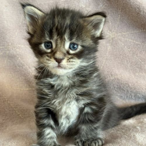 Chatons maine coon #4