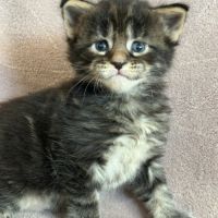 Chatons maine coon