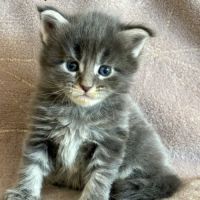Chatons maine coon #2