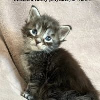 Chatons maine coon #3