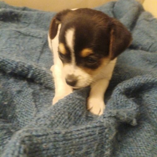 Chihuahua a reserver #3