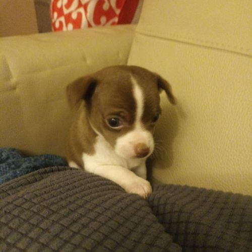 Chihuahua a reserver #6