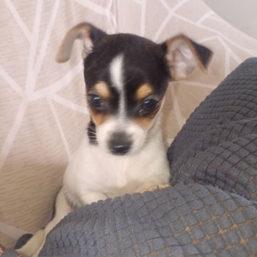 Chihuahua a reserver