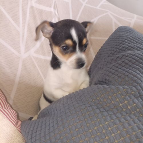 Chihuahua a reserver #2