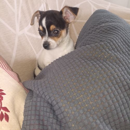 Chihuahua a reserver #4