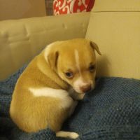 Chihuahua a reserver #2