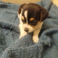 Chihuahua a reserver #3