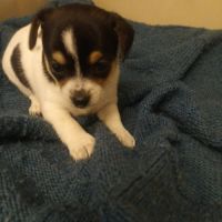 Chihuahua a reserver #4