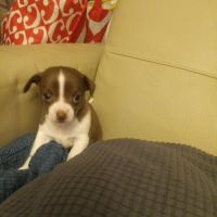 Chihuahua a reserver #5