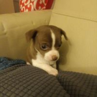 Chihuahua a reserver #6