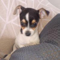 Chihuahua a reserver